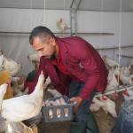 ADIYAMAN (PERRE) - (Şeriban ÖZÇAKMAK) - Adıyaman Belediyesi tarafından vatandaşların sağlıklı, güvenilir ve uygun fiyatlı gıdaya erişimini kolaylaştırmak amacıyla kurulan Gezen Tavuk Yumurta Üretim Merkezi'nde günlük üre...