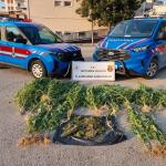 ADIYAMAN (PERRE) - (Mustafa KAMIŞ) - Adıyaman'ın Kahta ilçesinde jandarma ekiplerince uyuşturucu madde ticareti ve kullanımına yönelik düzenlenen operasyonda 1 kilo 500 gram kubar esrar ile 42 kök kenevir bitkisi ele geç...
